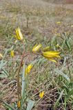 Tulipa biebersteiniana