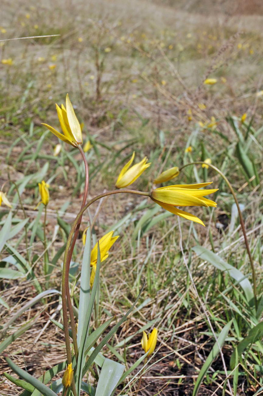 Изображение особи Tulipa biebersteiniana.