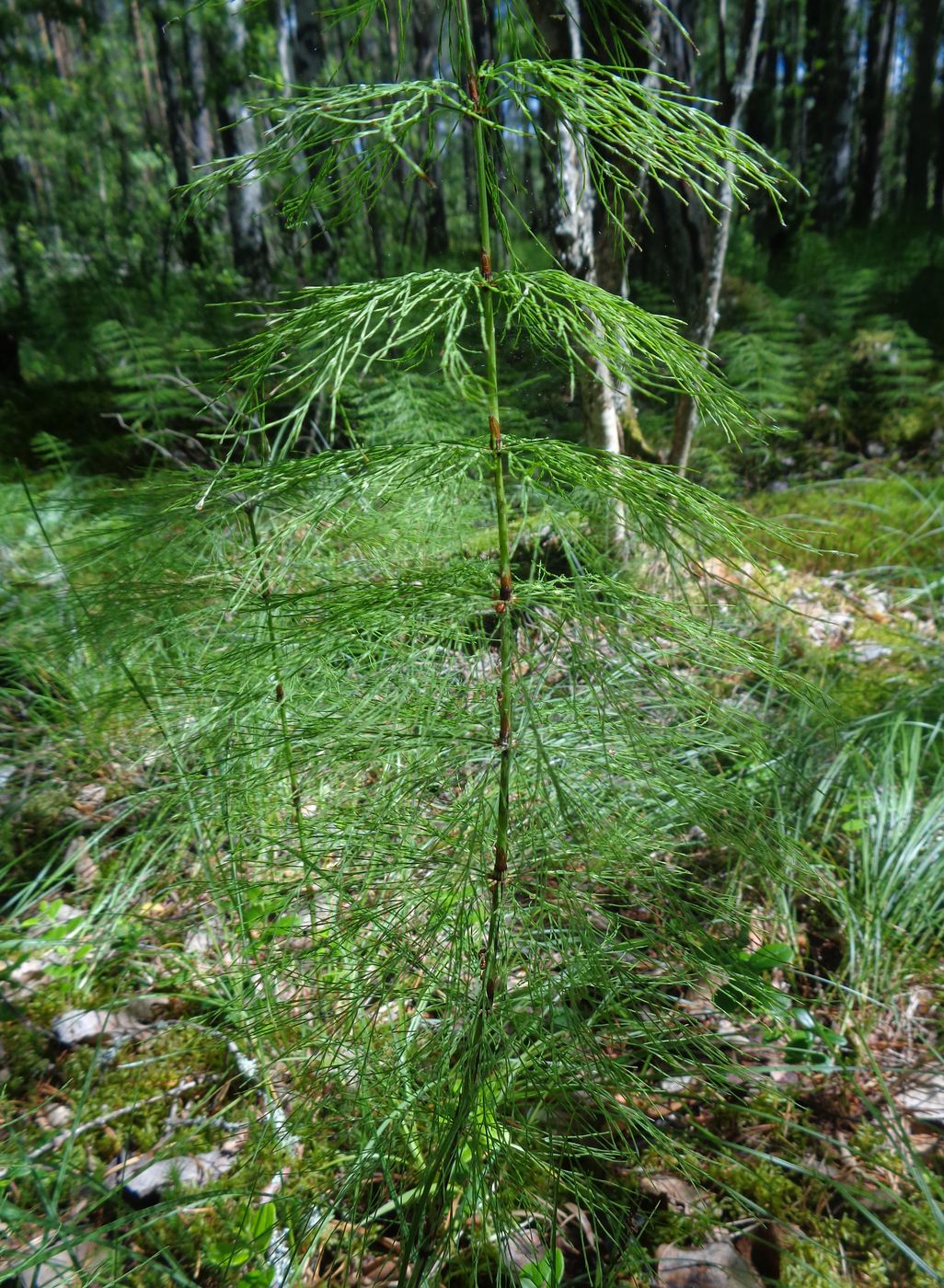 Изображение особи Equisetum sylvaticum.