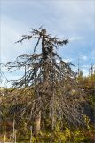 Picea abies. Сухое повреждённое пожаром дерево с искривлённым стволом. Карелия, Муезерский р-н, гора Воттоваара, каменистая зарастающая гарь. 25.09.2019.