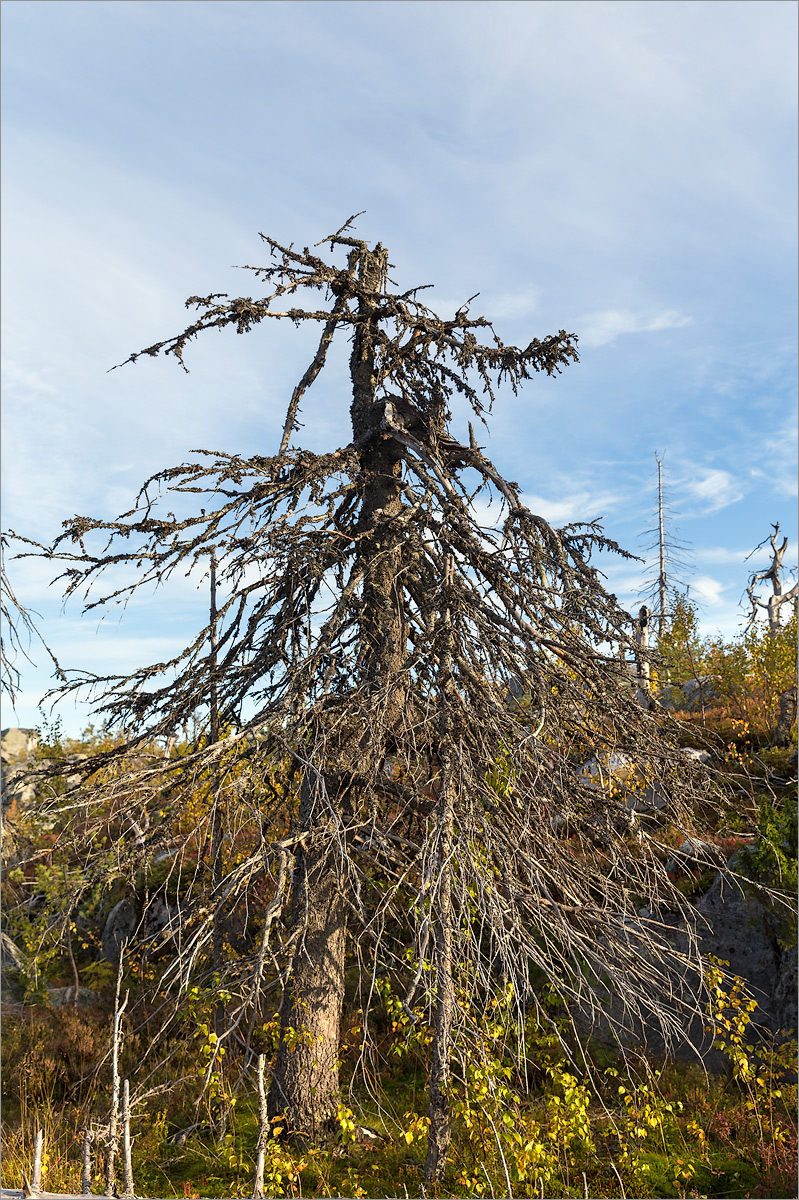 Image of Picea abies specimen.