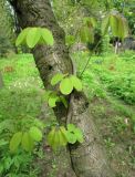 Akebia quinata