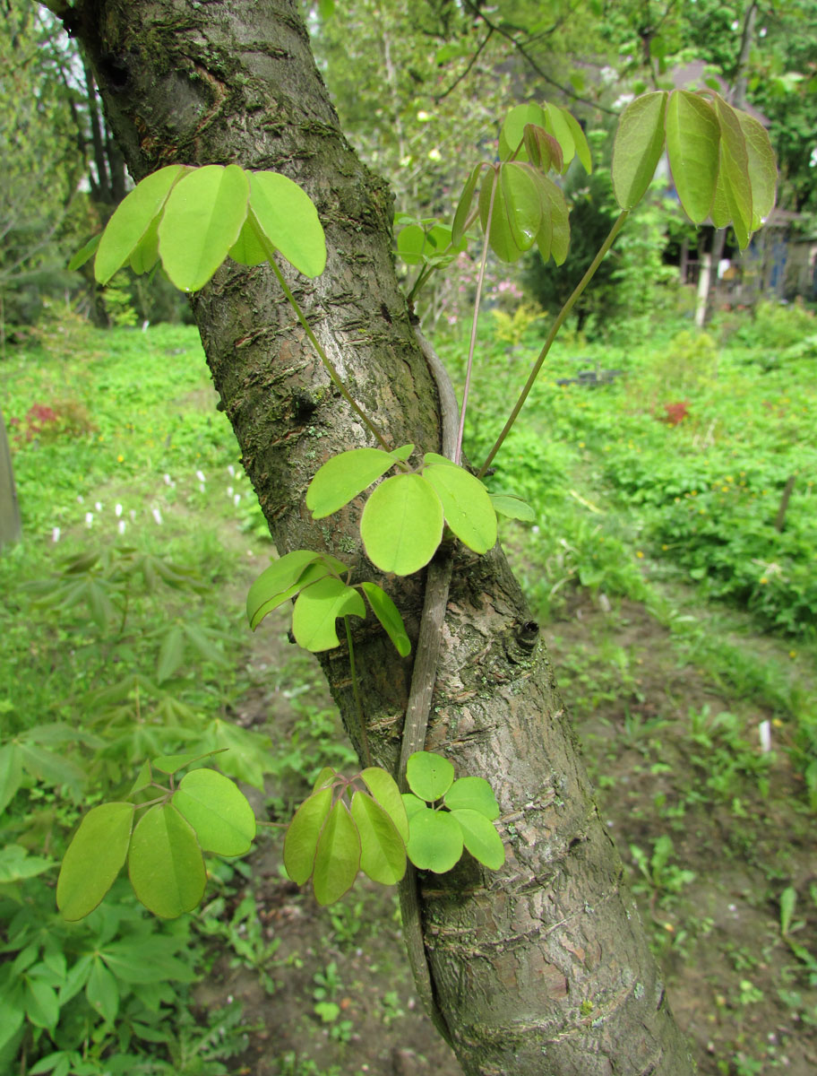 Изображение особи Akebia quinata.