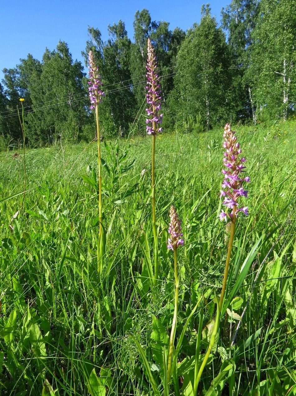 Изображение особи Gymnadenia conopsea.