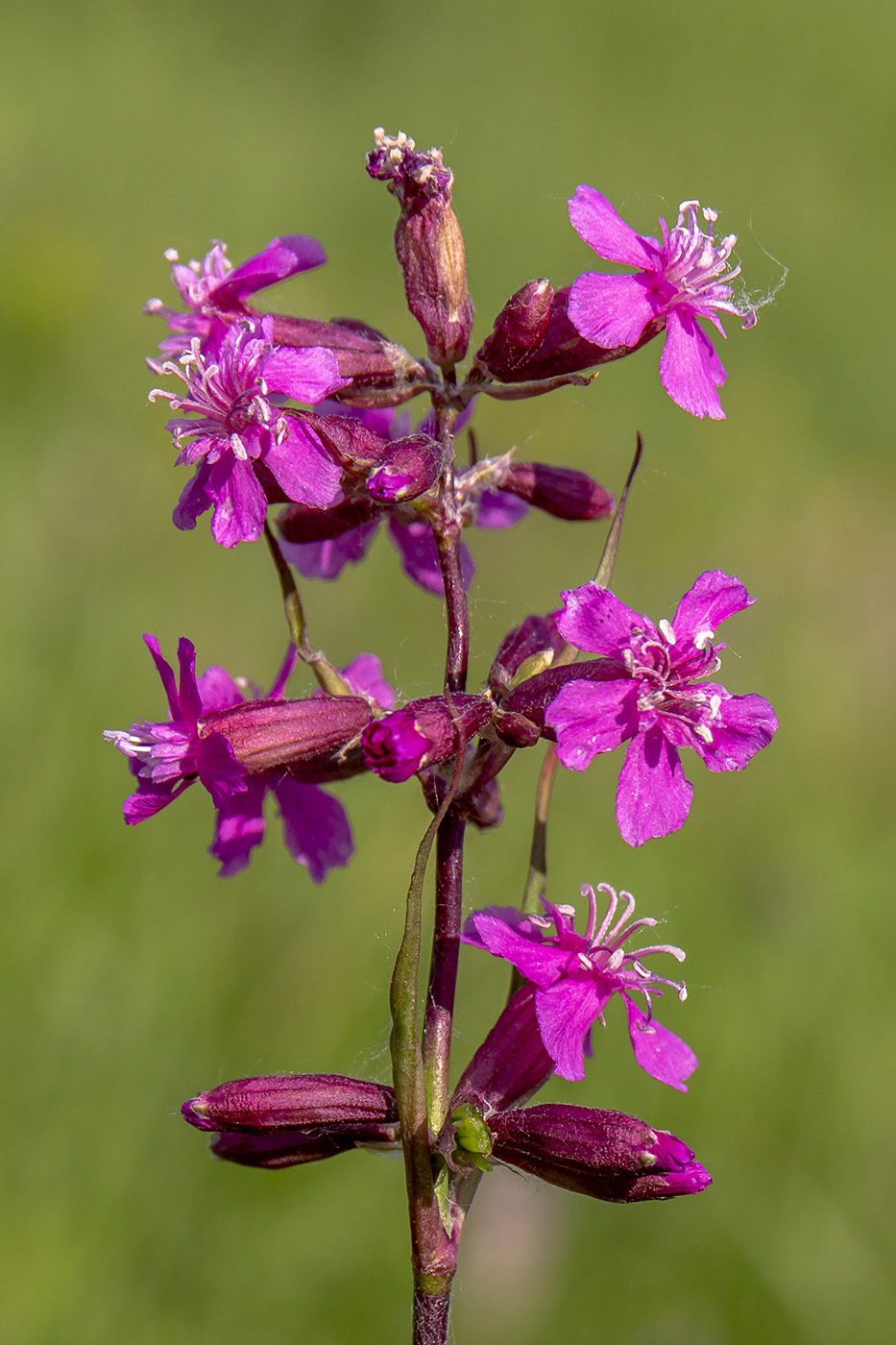 Image of Viscaria vulgaris specimen.
