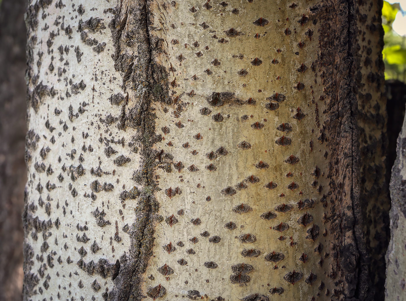 Image of Populus alba specimen.