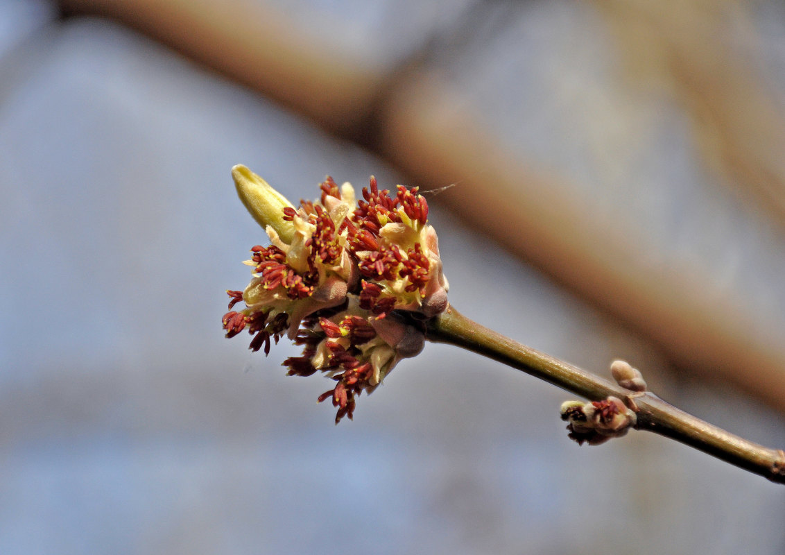 Image of Acer negundo specimen.