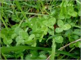 Trifolium repens. Листья. Чувашия, окр. г. Шумерля, пойма р. Сура, оз. Щучья Лужа. 1 сентября 2010 г.