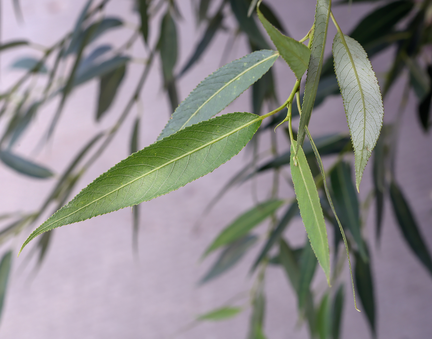 Image of Salix fragilis var. sphaerica specimen.