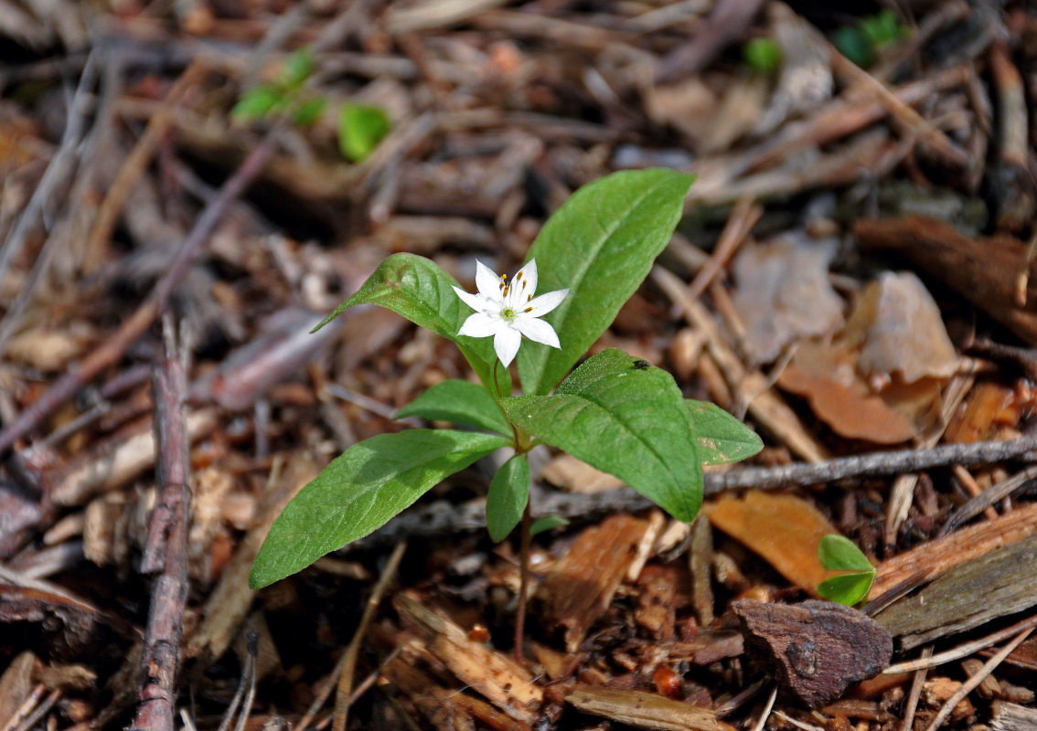 Image of Trientalis europaea specimen.