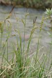 Carex panicea