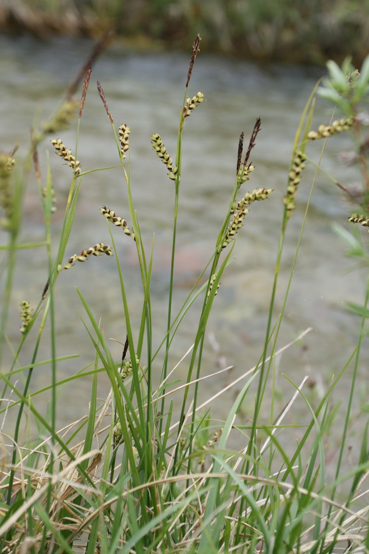 Изображение особи Carex panicea.