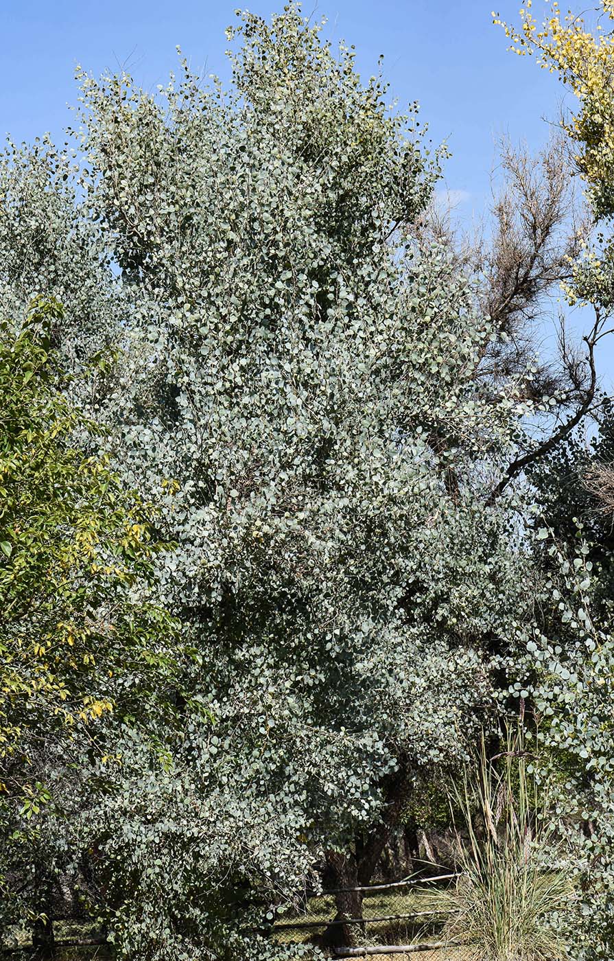 Изображение особи Populus pruinosa.