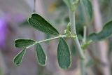 Astragalus macrocladus