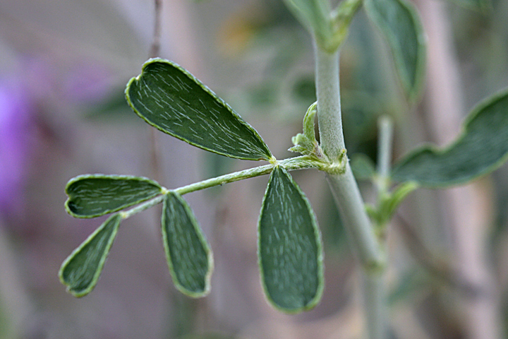 Изображение особи Astragalus macrocladus.