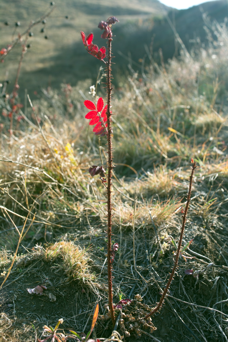 Image of genus Rosa specimen.