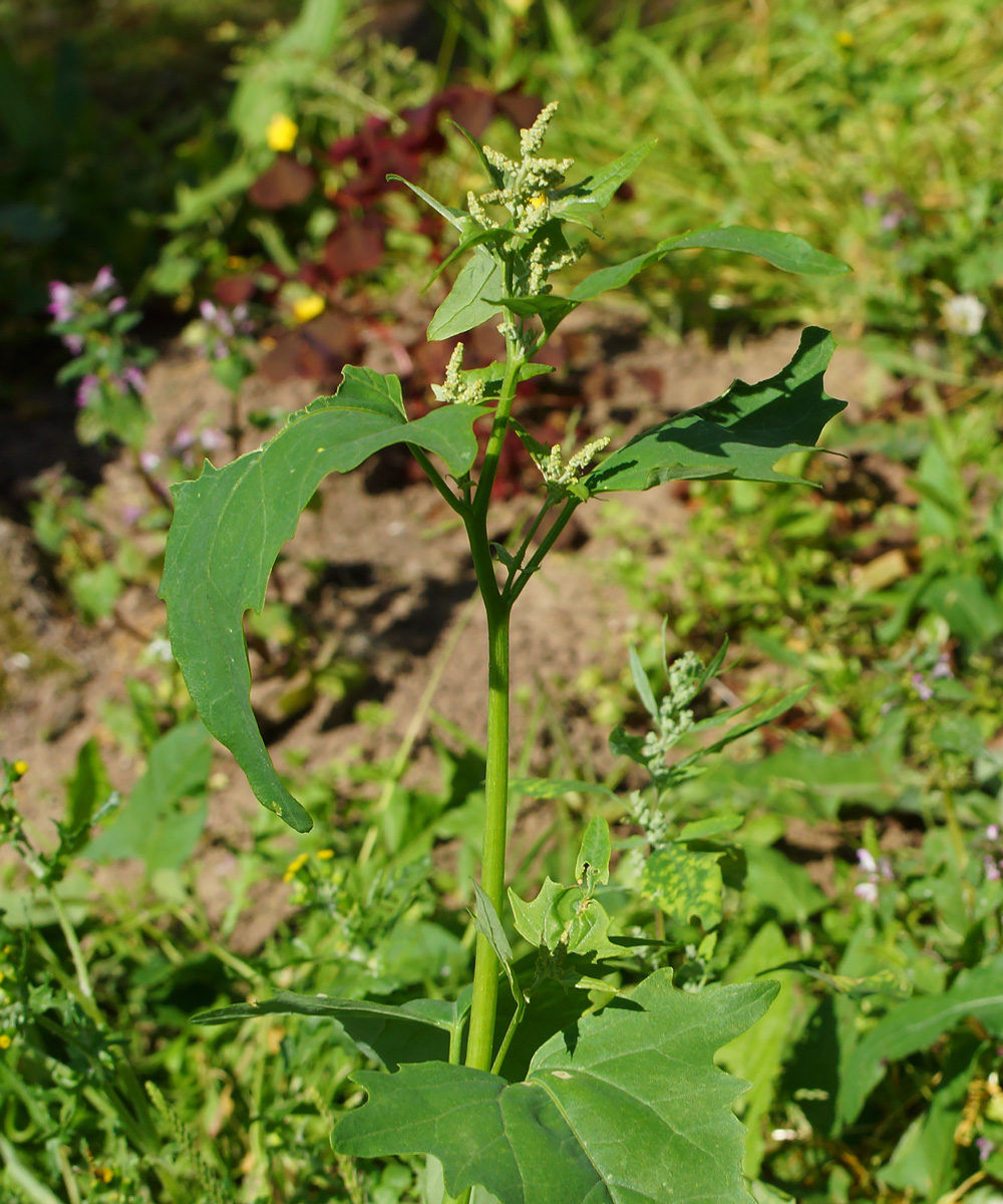 Изображение особи Atriplex sagittata.