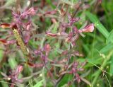 Pedicularis labradorica
