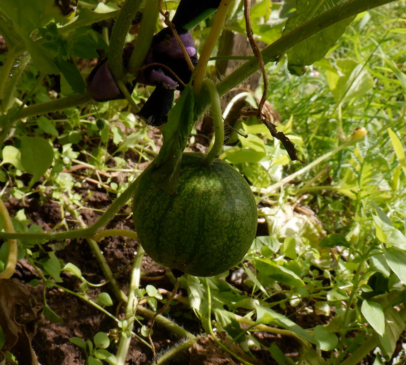 Изображение особи Citrullus lanatus.