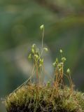 Leptobryum pyriforme