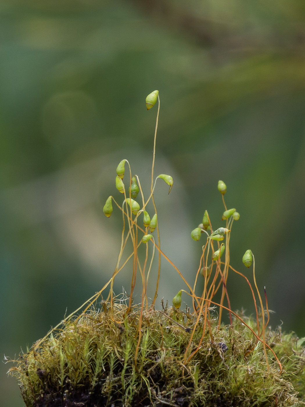 Изображение особи Leptobryum pyriforme.