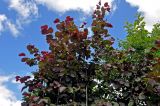 Corylus avellana