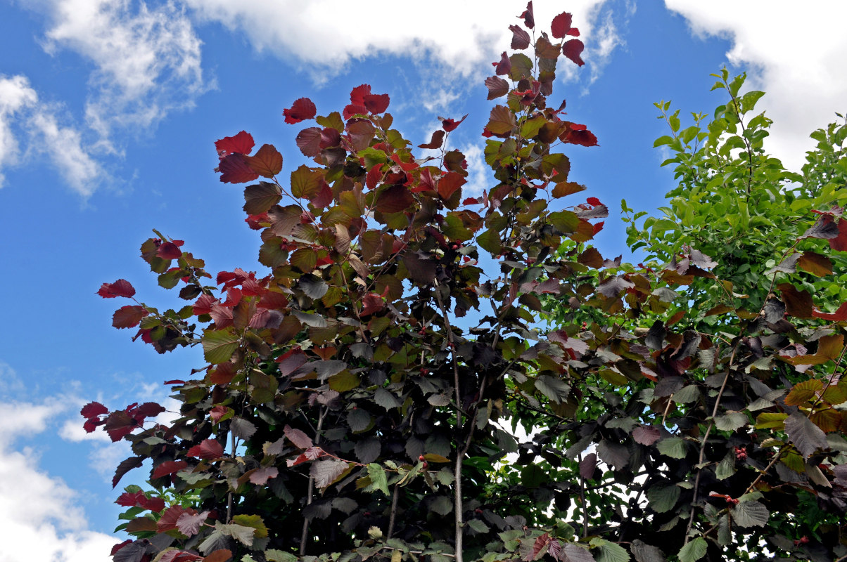 Image of Corylus avellana specimen.