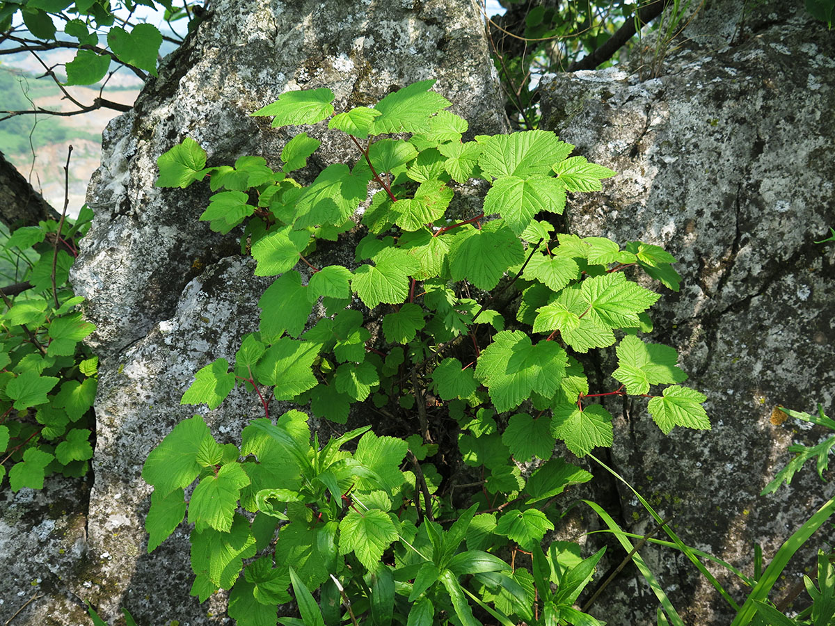 Image of Physocarpus amurensis specimen.