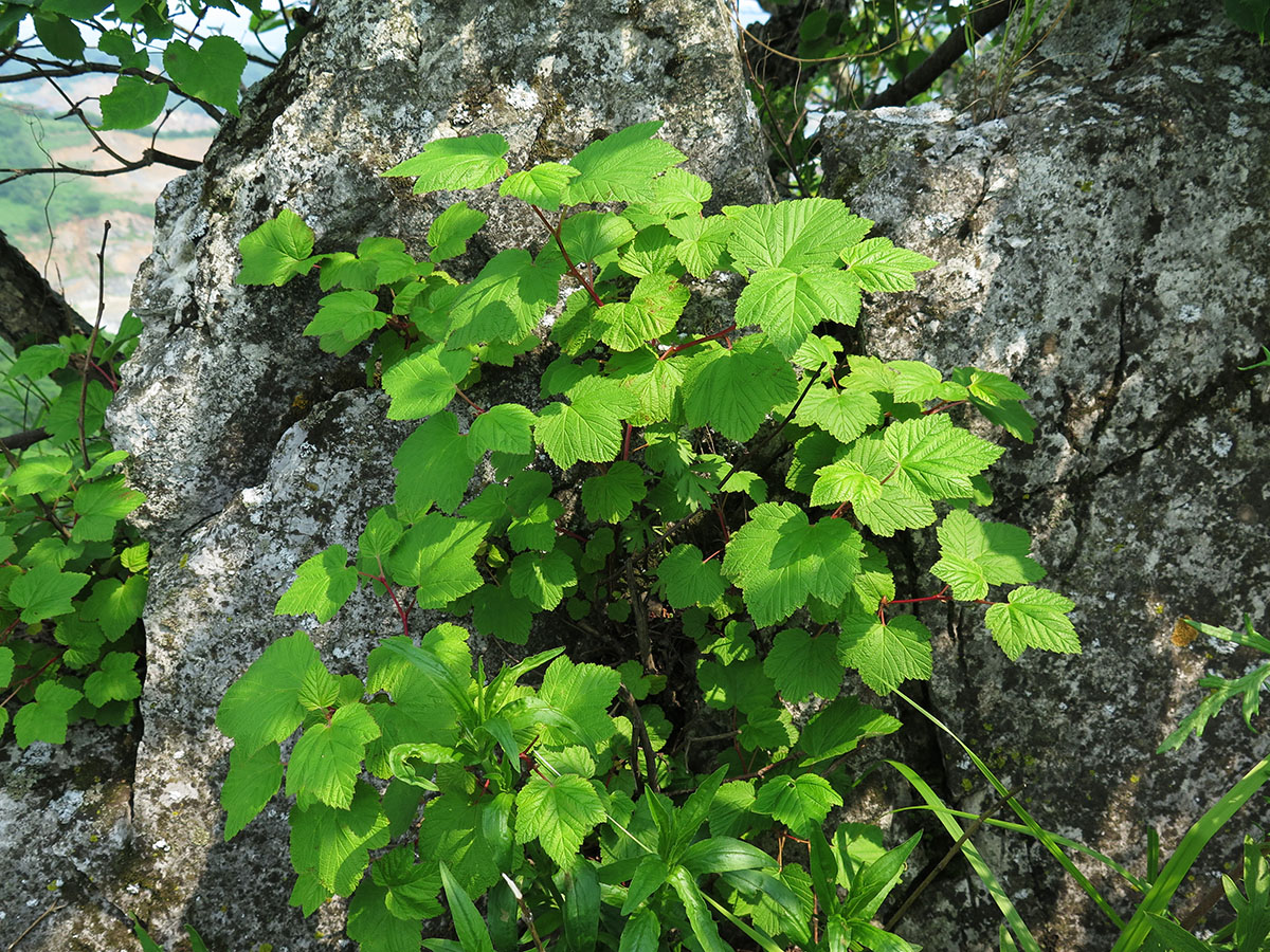 Изображение особи Physocarpus amurensis.