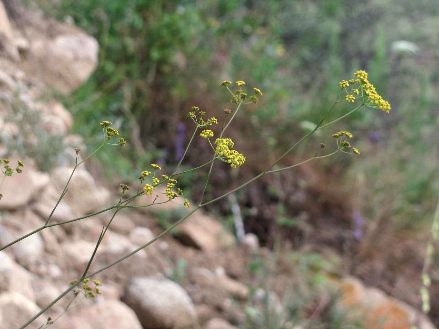 Image of Bupleurum exaltatum specimen.