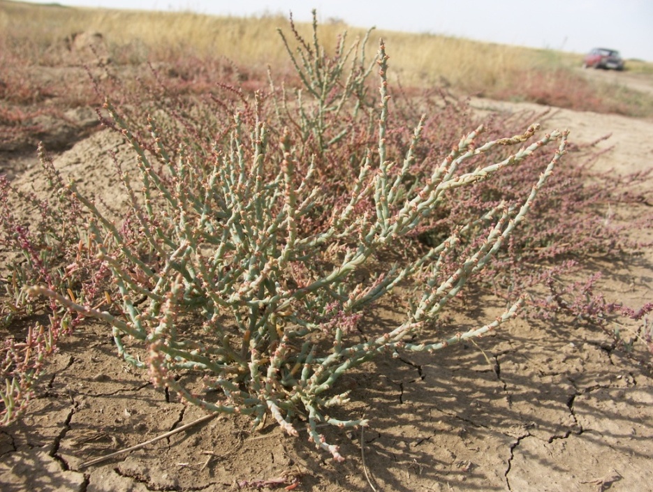 Image of Ofaiston monandrum specimen.