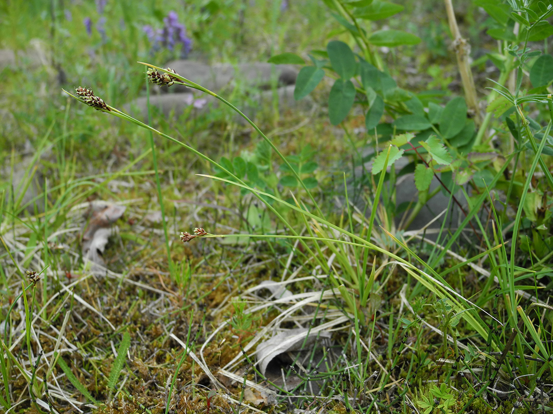 Image of Carex bicolor specimen.