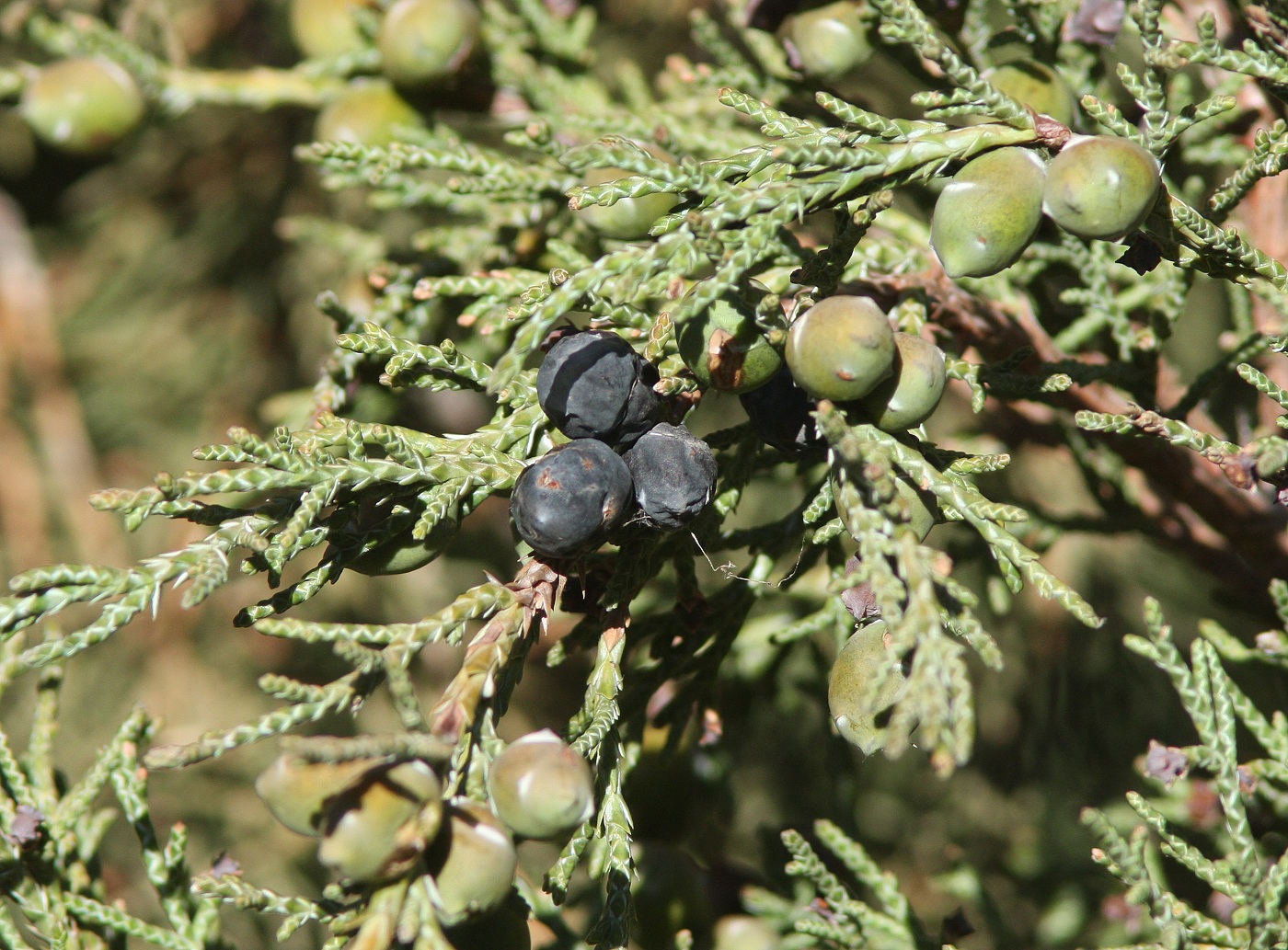 Изображение особи Juniperus seravschanica.