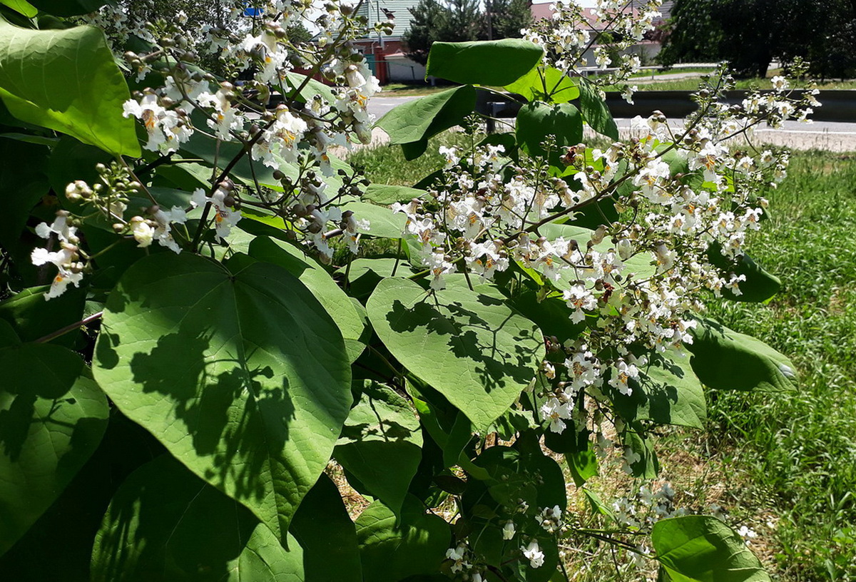 Изображение особи Catalpa bignonioides.