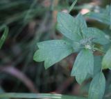 Thalictrum