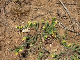 Linum strictum subspecies spicatum. Цветущее растение (видны также плоды Scorpiurus muricatus). Греция, о. Родос, фригана севернее мыса Прасониси. 9 мая 2011 г.