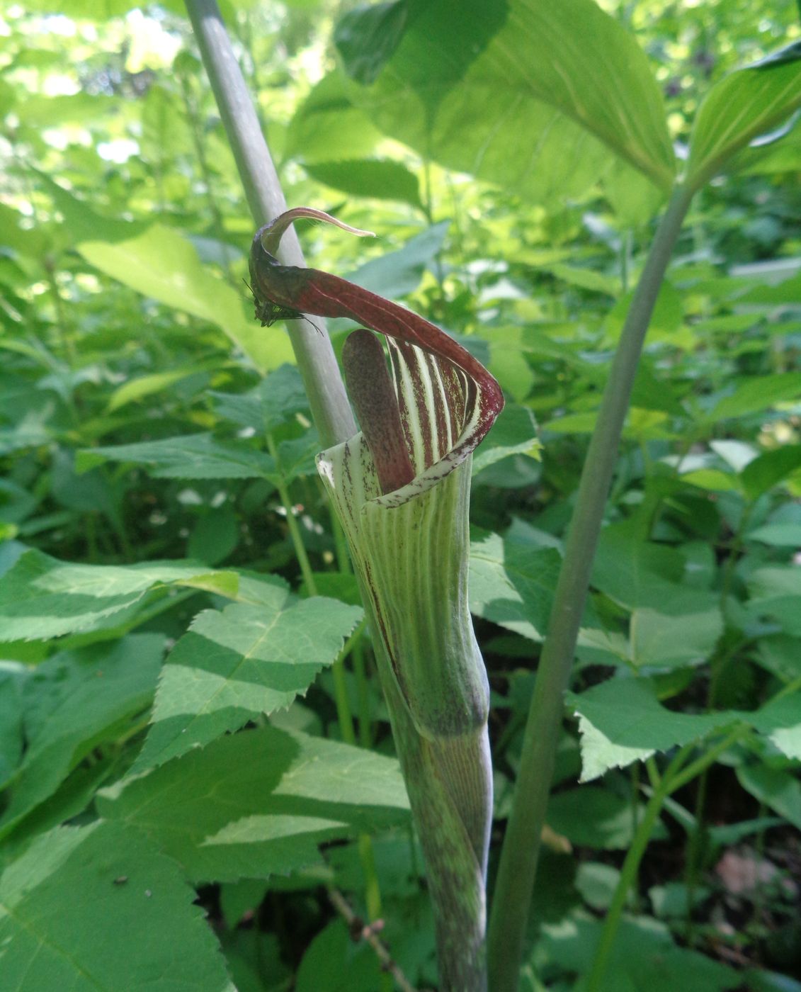 Image of genus Arisaema specimen.