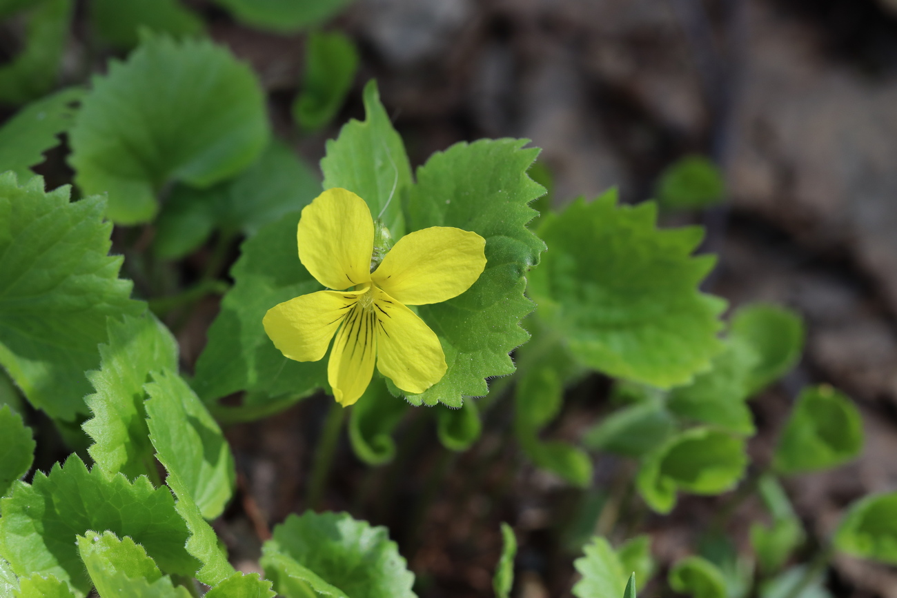 Image of Viola uniflora specimen.