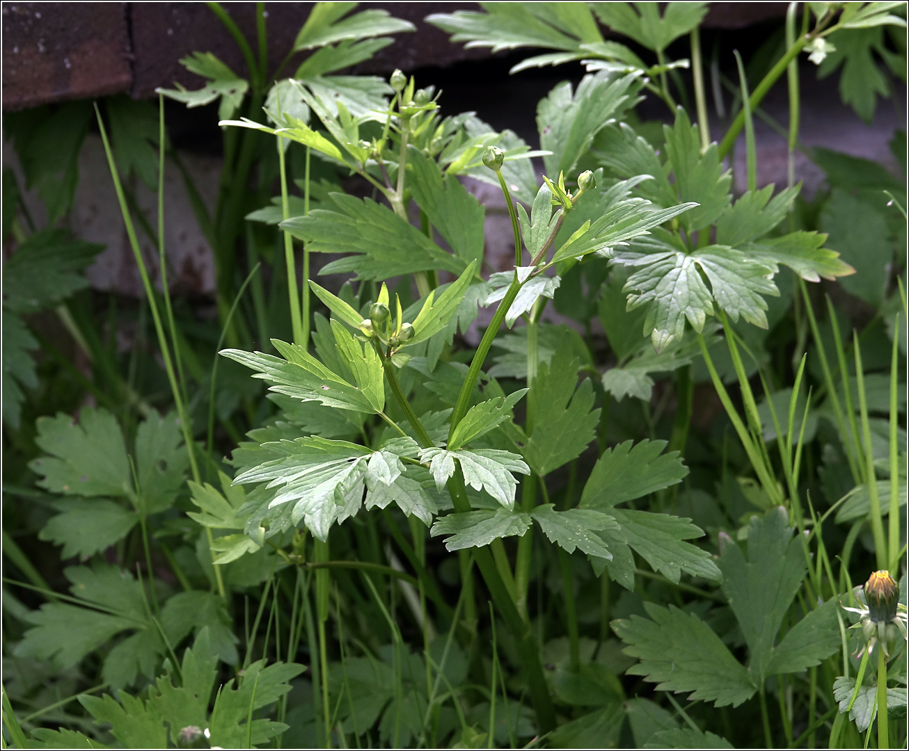 Image of Ranunculus repens specimen.