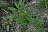 Ranunculus sceleratus