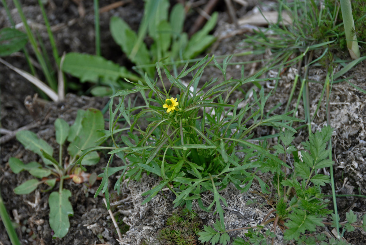 Изображение особи Ranunculus sceleratus.