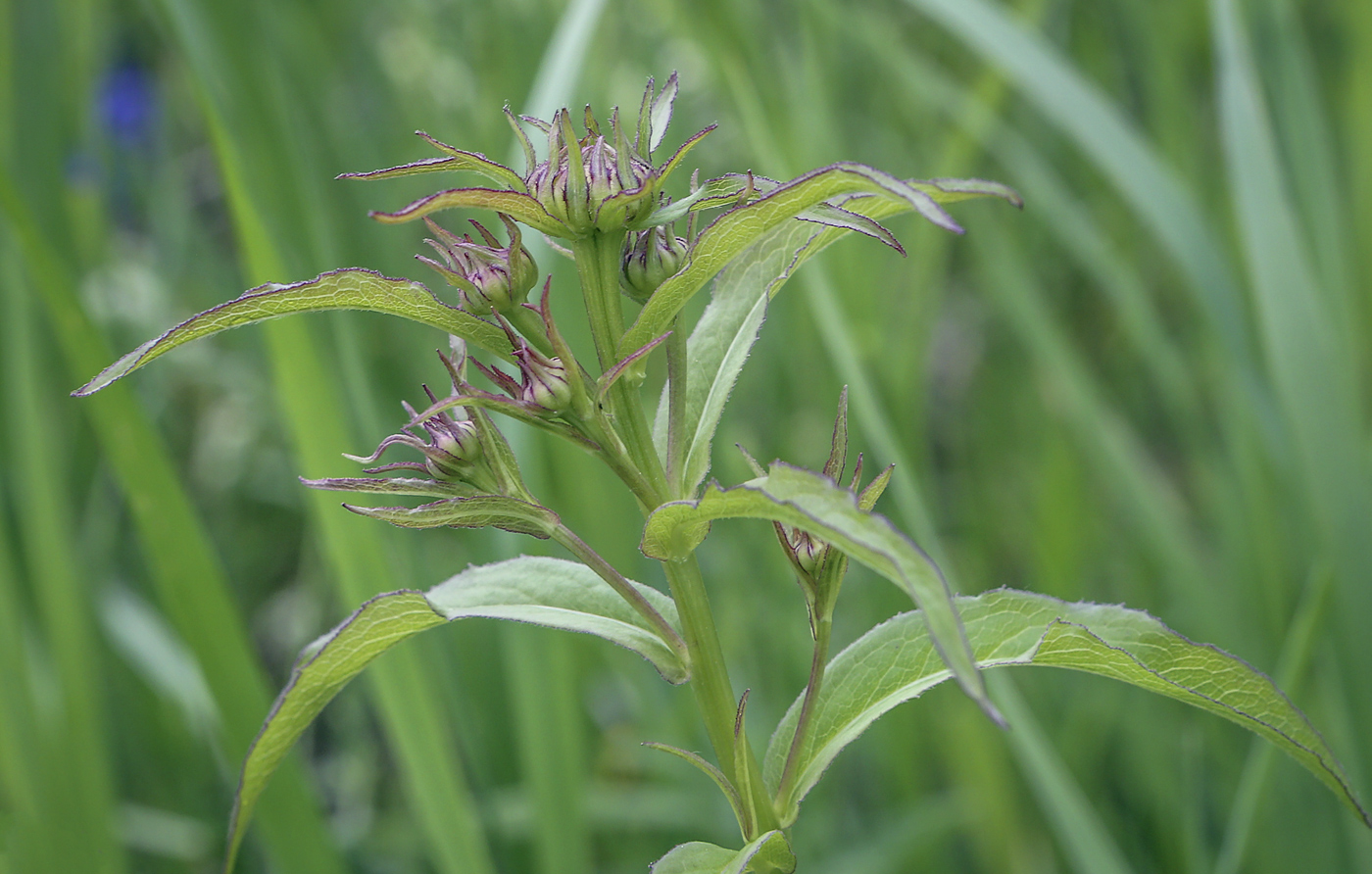 Image of Inula salicina specimen.