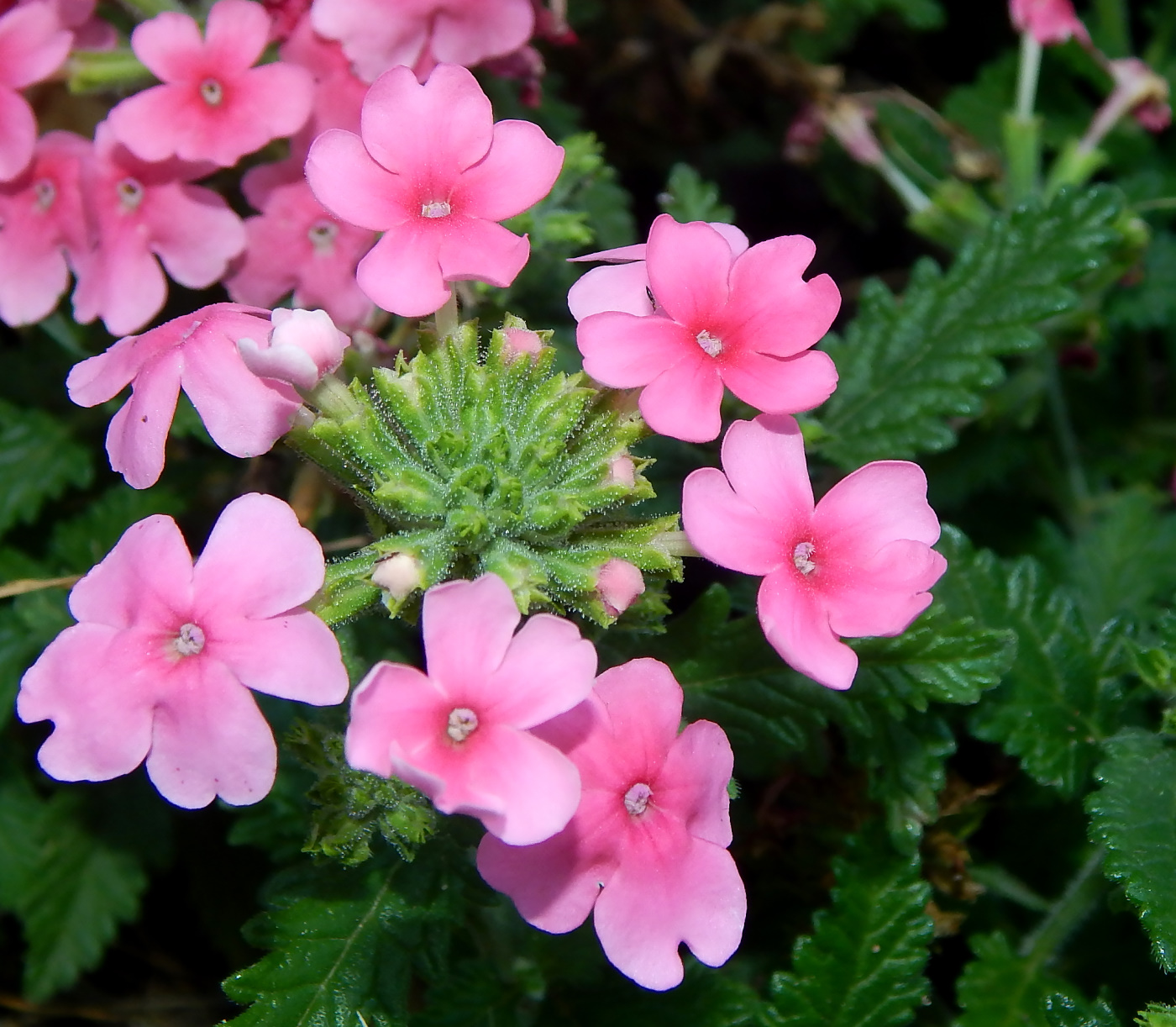 Изображение особи Glandularia &times; hybrida.