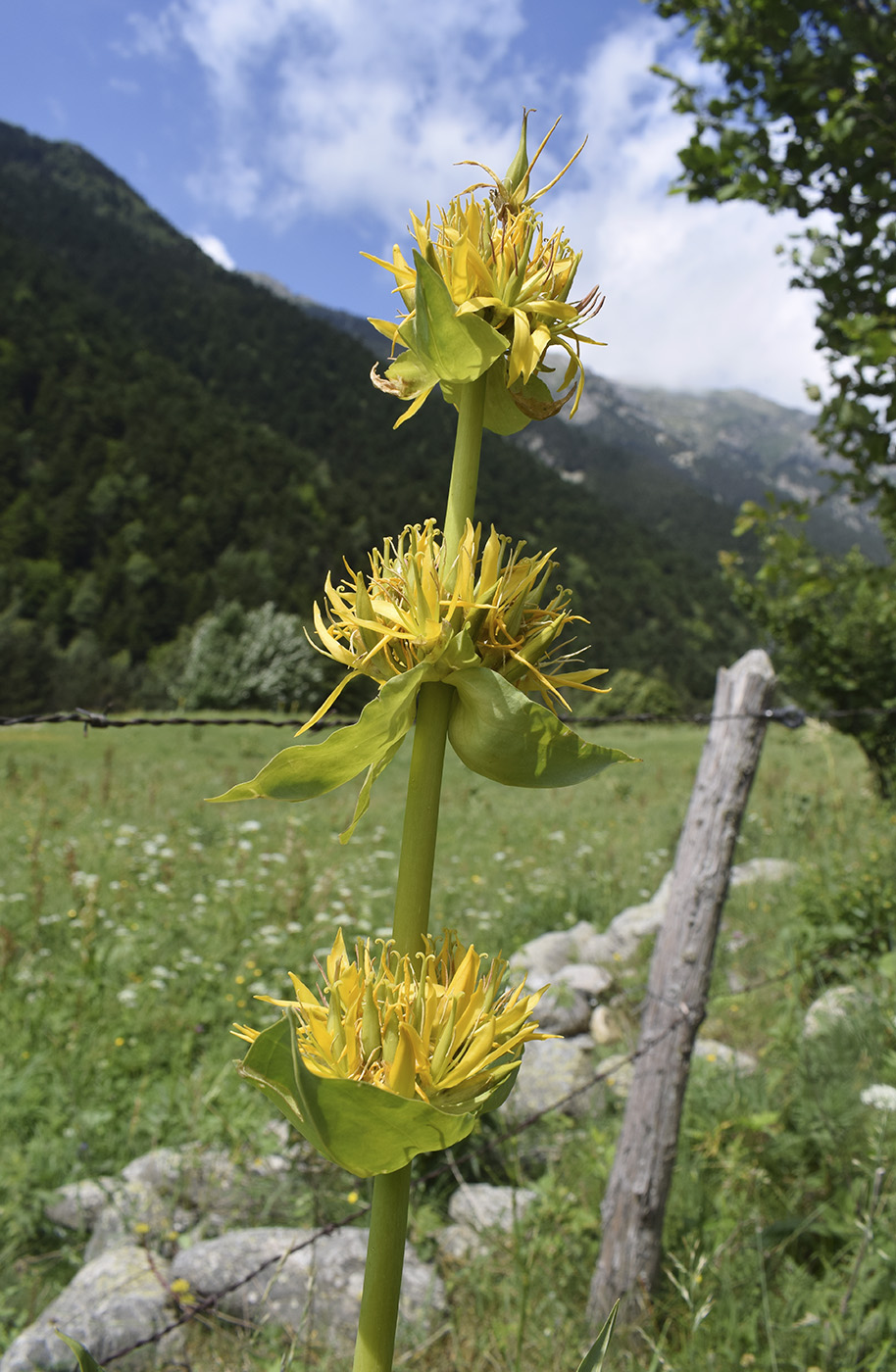 Изображение особи Gentiana lutea.