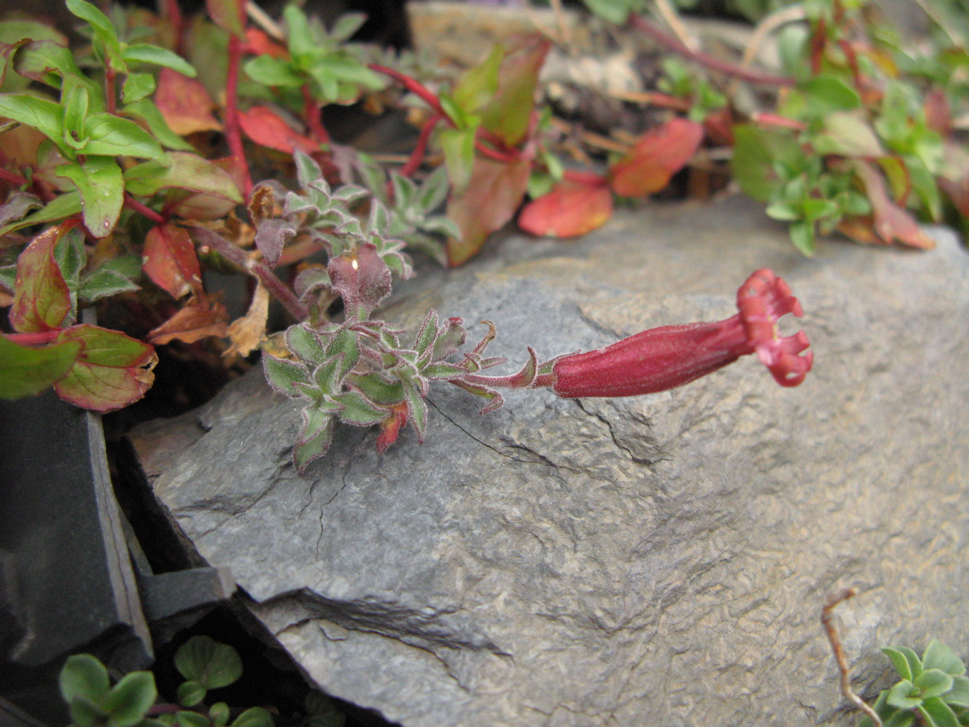 Image of Silene humilis specimen.