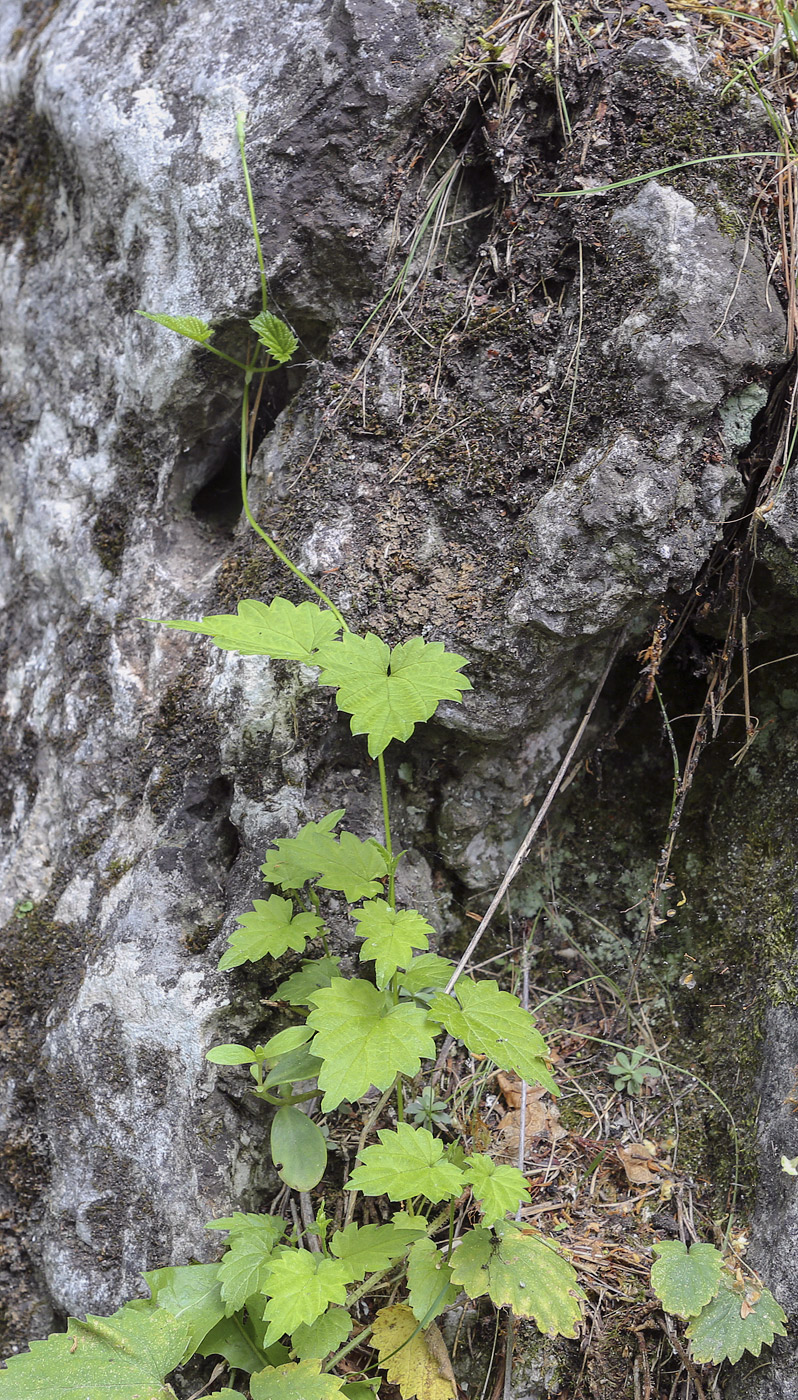 Изображение особи Humulus lupulus.