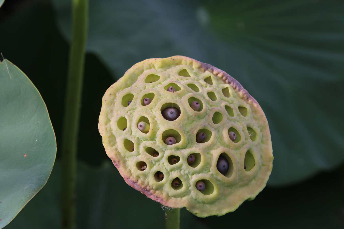 Image of Nelumbo komarovii specimen.