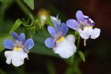Nemesia affinis