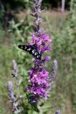 Lythrum tomentosum. Часть соцветия с кормящейся бабочкой-лжепестрянкой. Крым, окр. с. Запрудное, берег оз. Бирюзовое, разнотравная поляна в сосновом лесу. 14.07.2021.