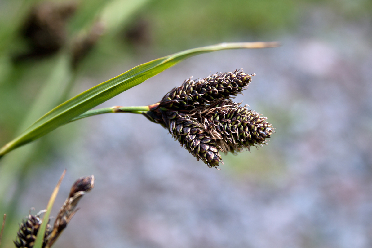 Изображение особи Carex medwedewii.